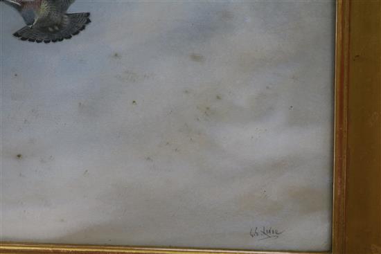 George Edward Lodge (1860-1954), watercolour, Kestrel in flight, Rembrandt Gallery Exhibition label verso dated 1909, 26 x 40cm